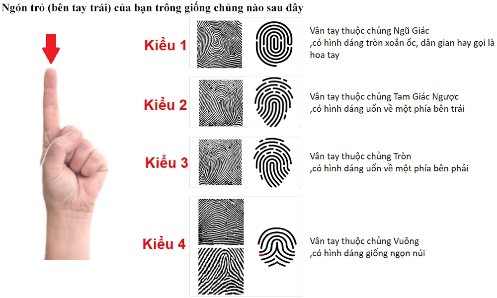 Ngón trỏ (bên tay trái) của bạn trông giống chủng vân nào sau đây?